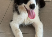 5 aylık b scrli dişi border collie